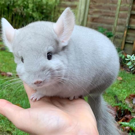 chinchilla for sale|Iba pa.